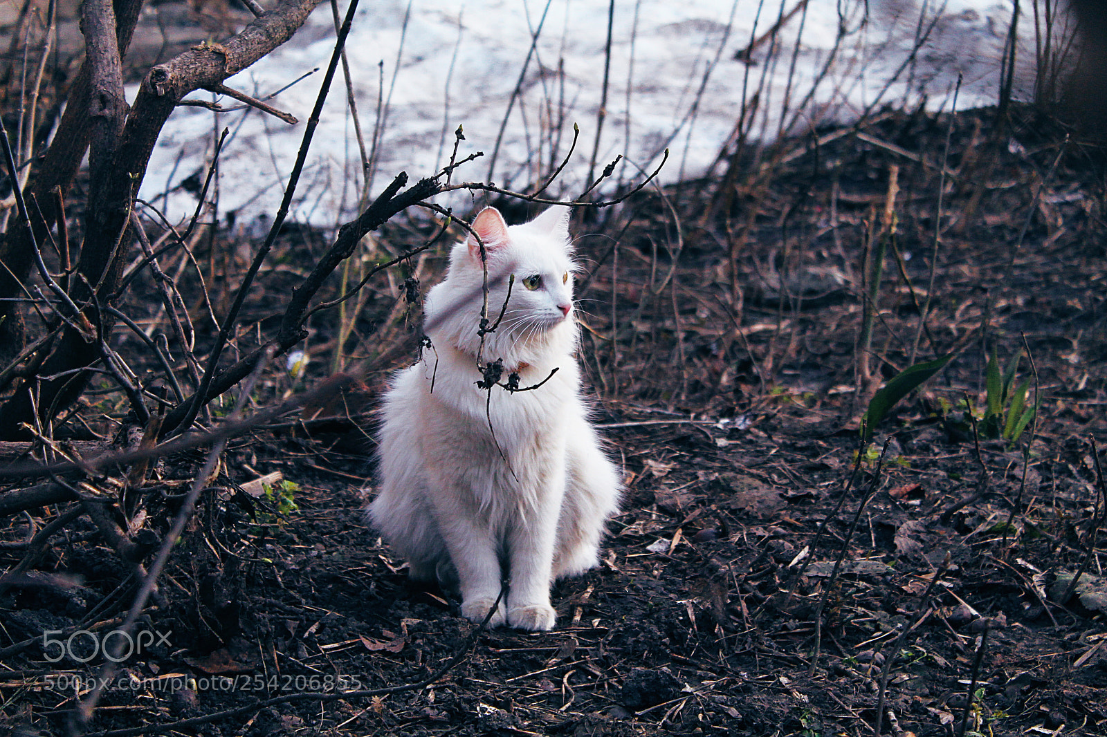 Canon EOS 1100D (EOS Rebel T3 / EOS Kiss X50) sample photo. White cat photography