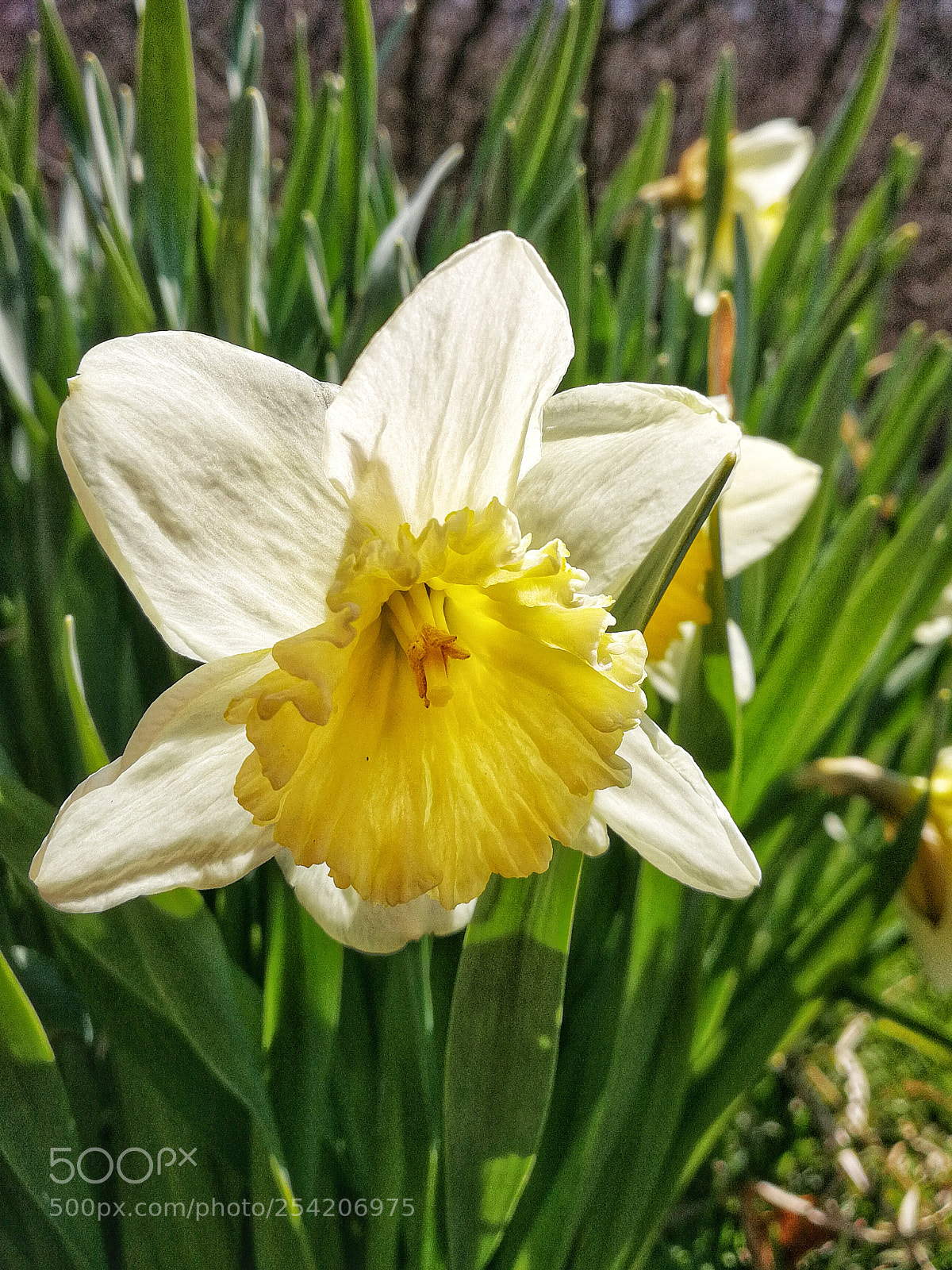HUAWEI P10 sample photo. Jonquil photography