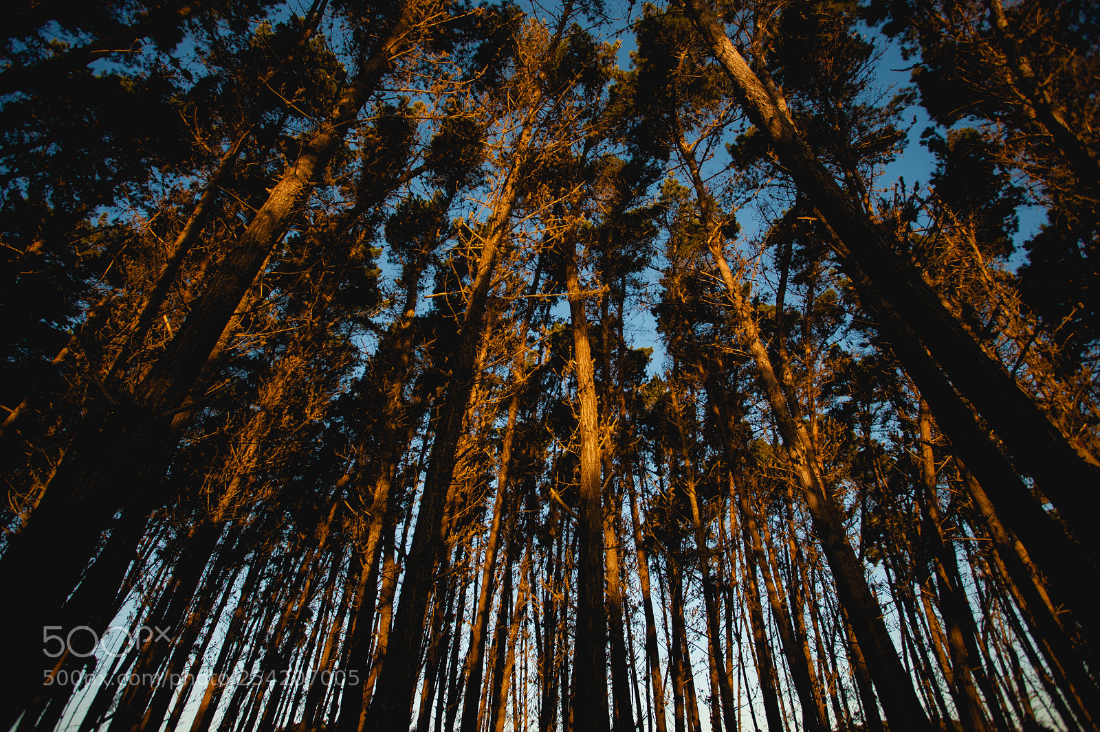 Canon EOS-1Ds Mark III sample photo. Bosque pen nsula p photography
