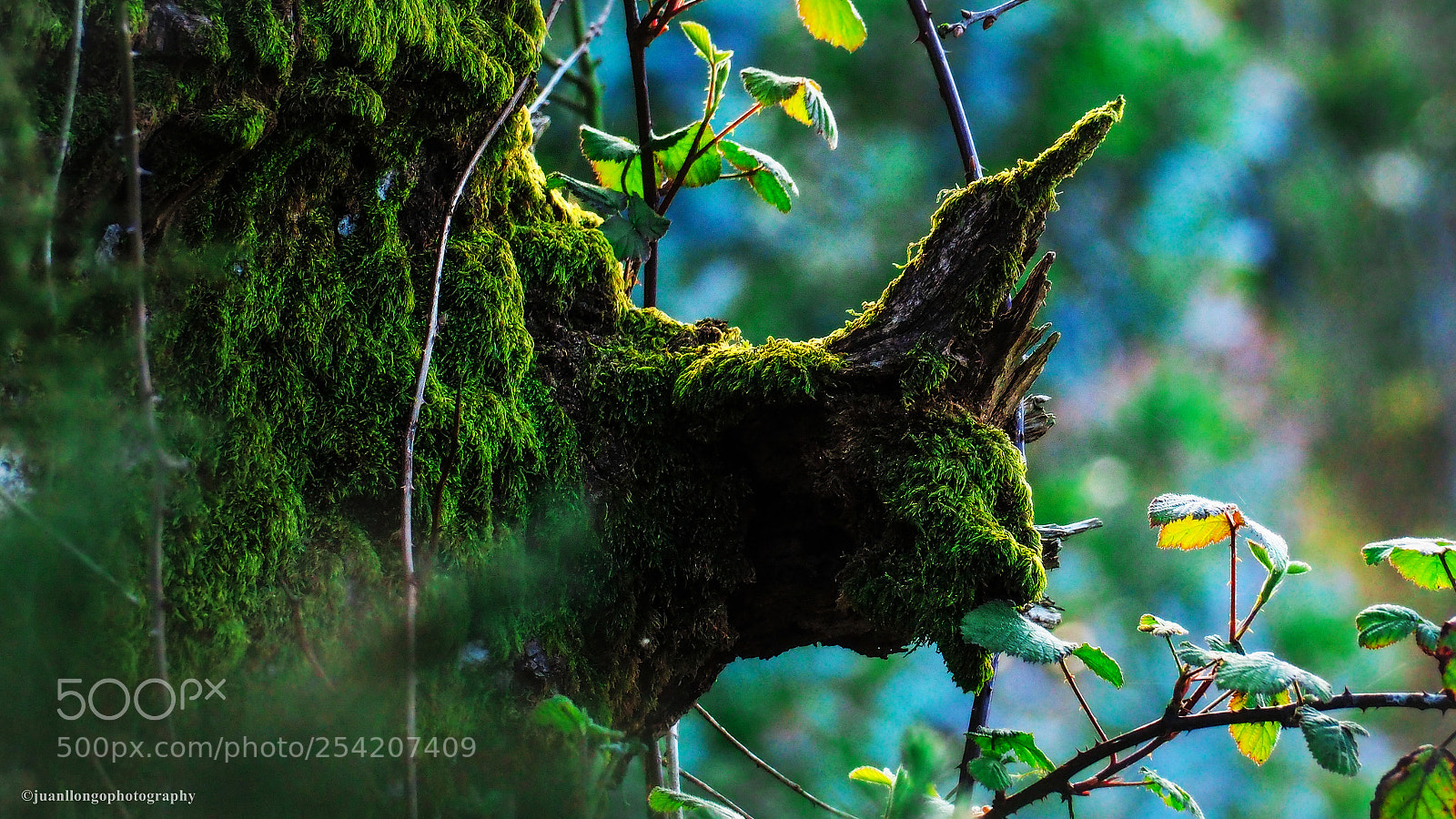 Olympus OM-D E-M10 II sample photo. Musgo - moss photography