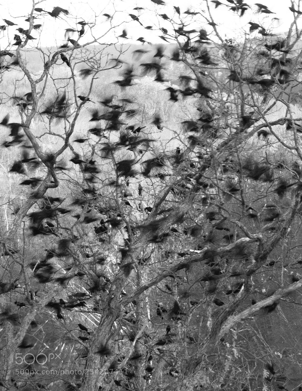 Canon PowerShot SX50 HS sample photo. Birds photography