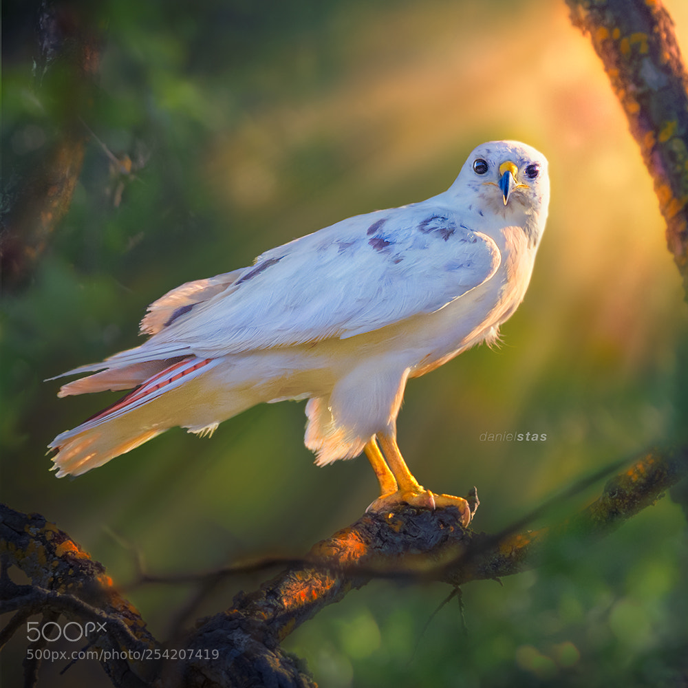 Canon EOS 5D Mark IV sample photo. Leucistic red-tailed hawk photography