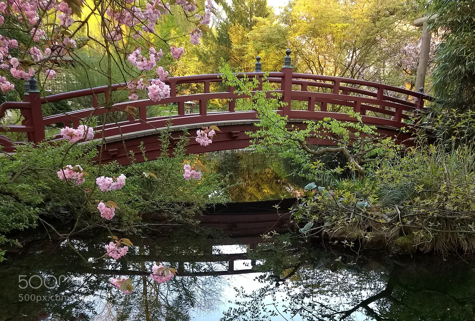 Motorola Moto G (5) Plus sample photo. Cherry blossom in japanese photography