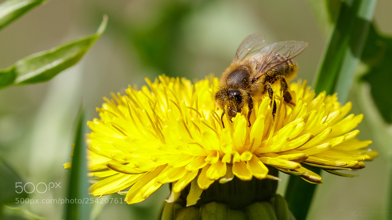 Canon EOS 80D sample photo. Biene, bee photography