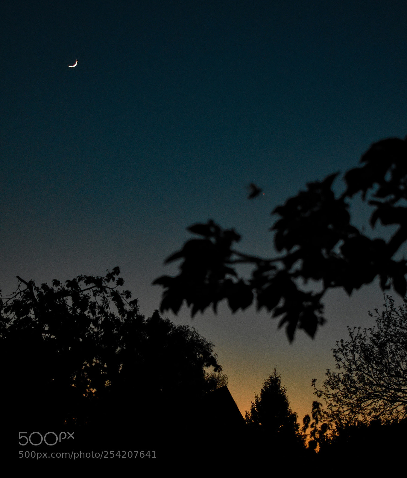 Nikon D3400 sample photo. Maybug going to venus photography