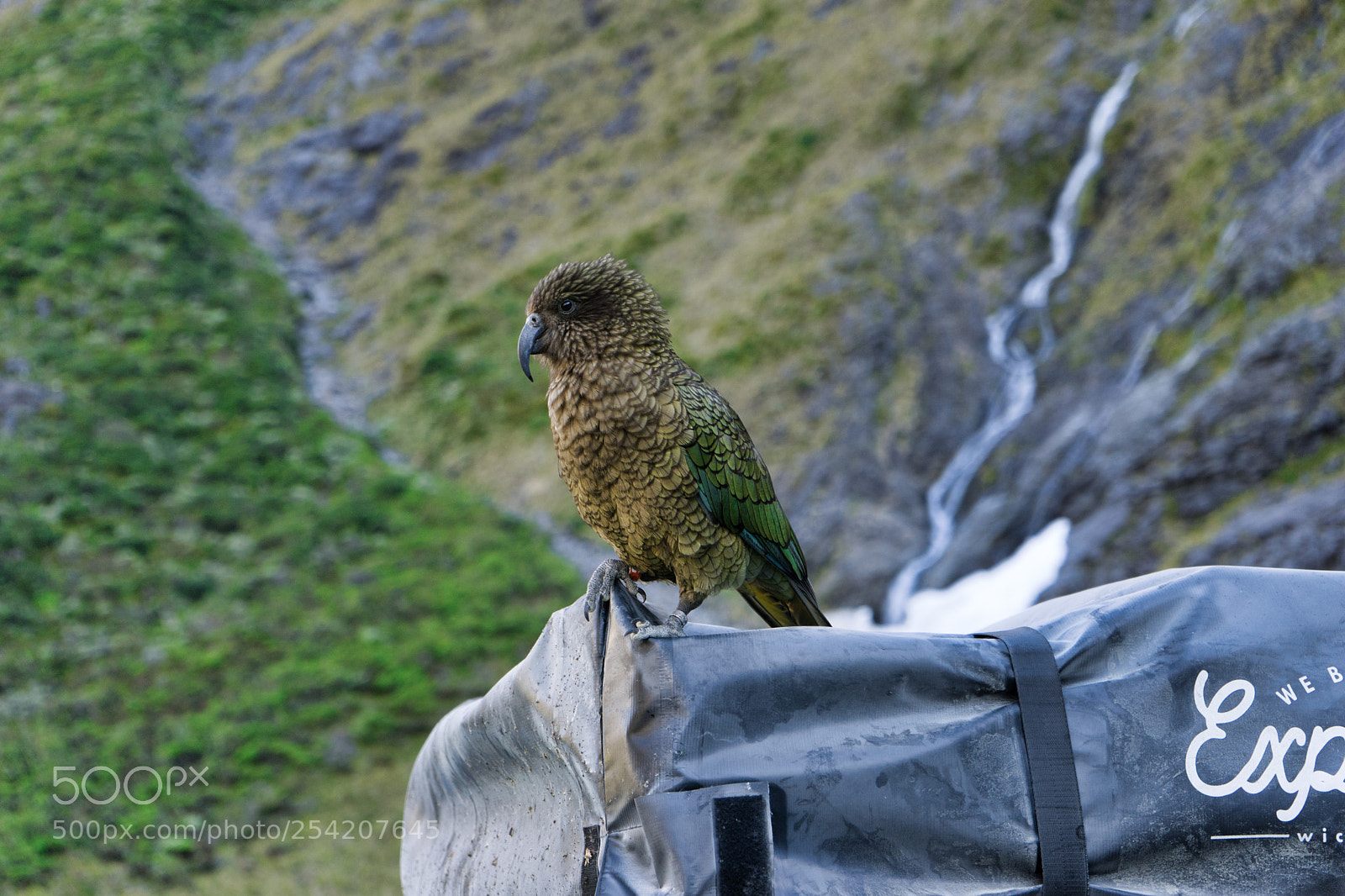 Sony a7 sample photo. Parrot photography