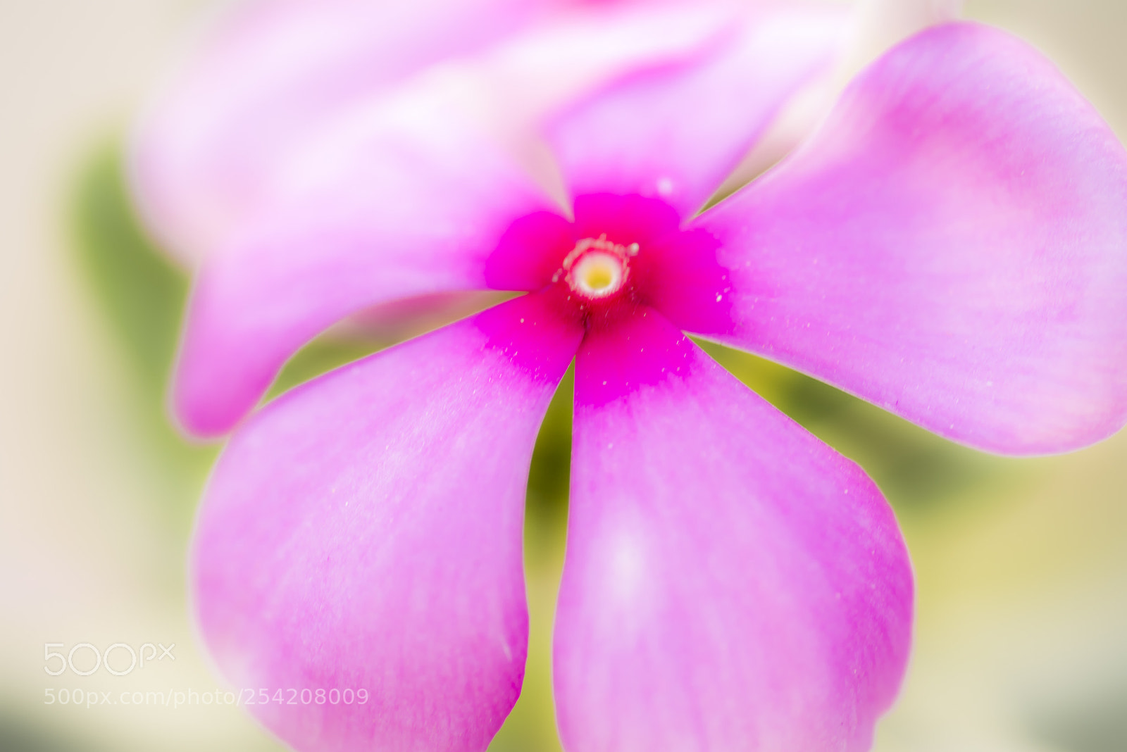 Nikon D750 sample photo. Dazzling pink flower photography