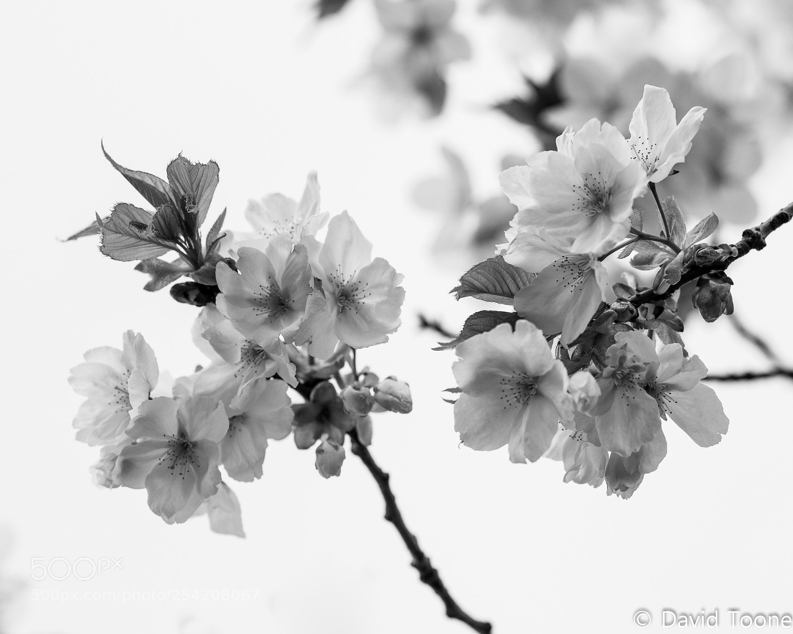 Nikon D800 sample photo. Blossom photography