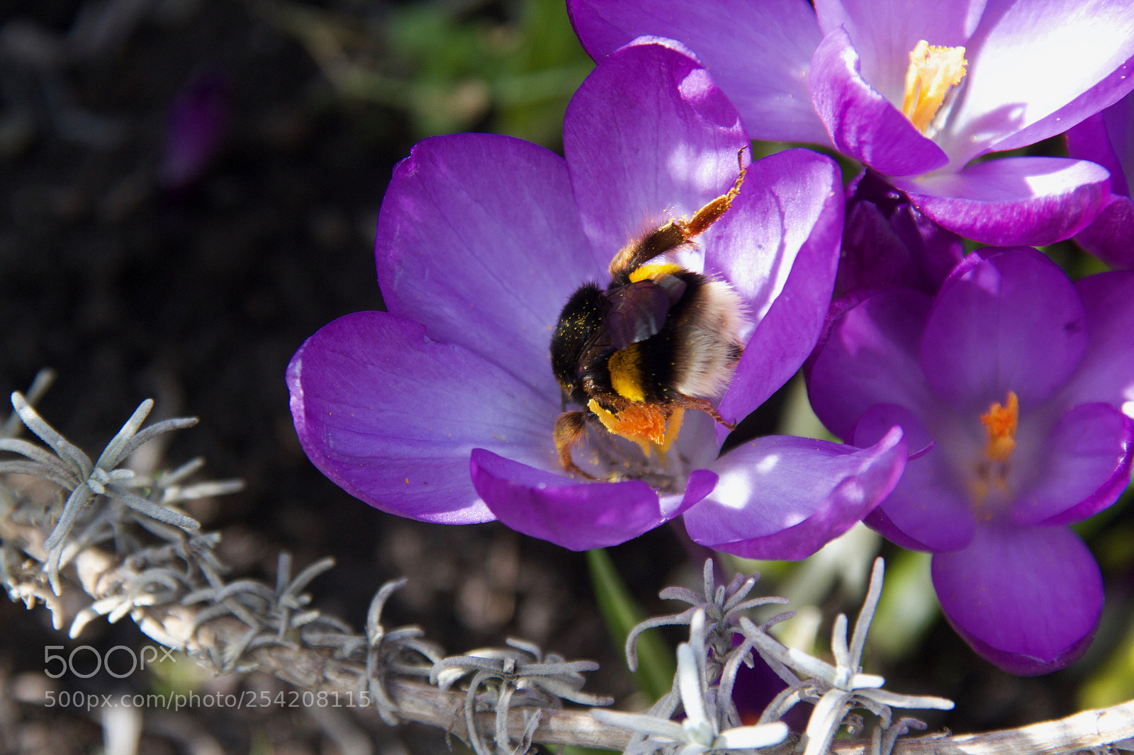 Canon EOS 7D sample photo. Bumblebee bottom photography