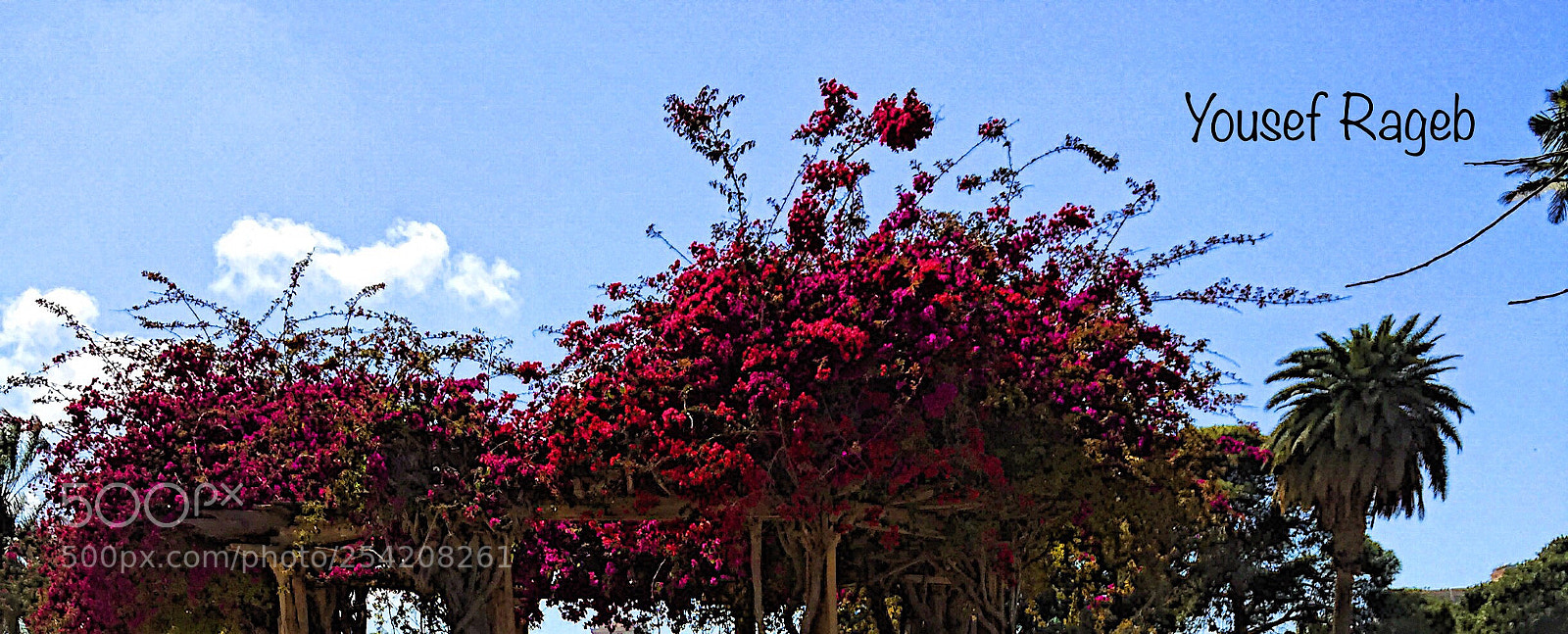 Apple iPhone 6 Plus sample photo. Untitled photography