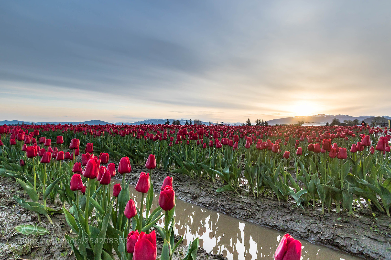 Canon EOS 7D Mark II sample photo. Red tulips at sunrise photography