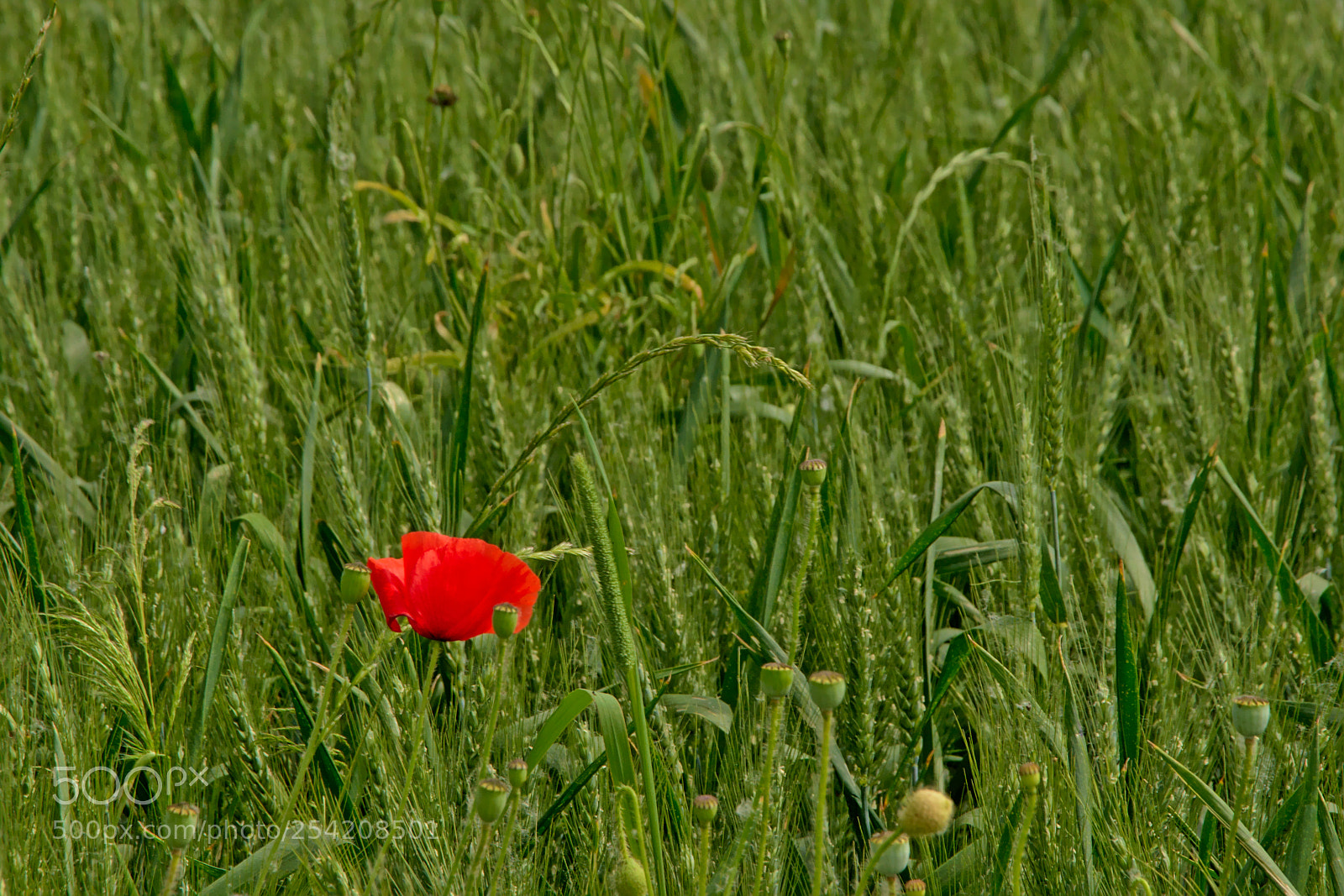 Nikon D5200 sample photo. Red poppy in a photography