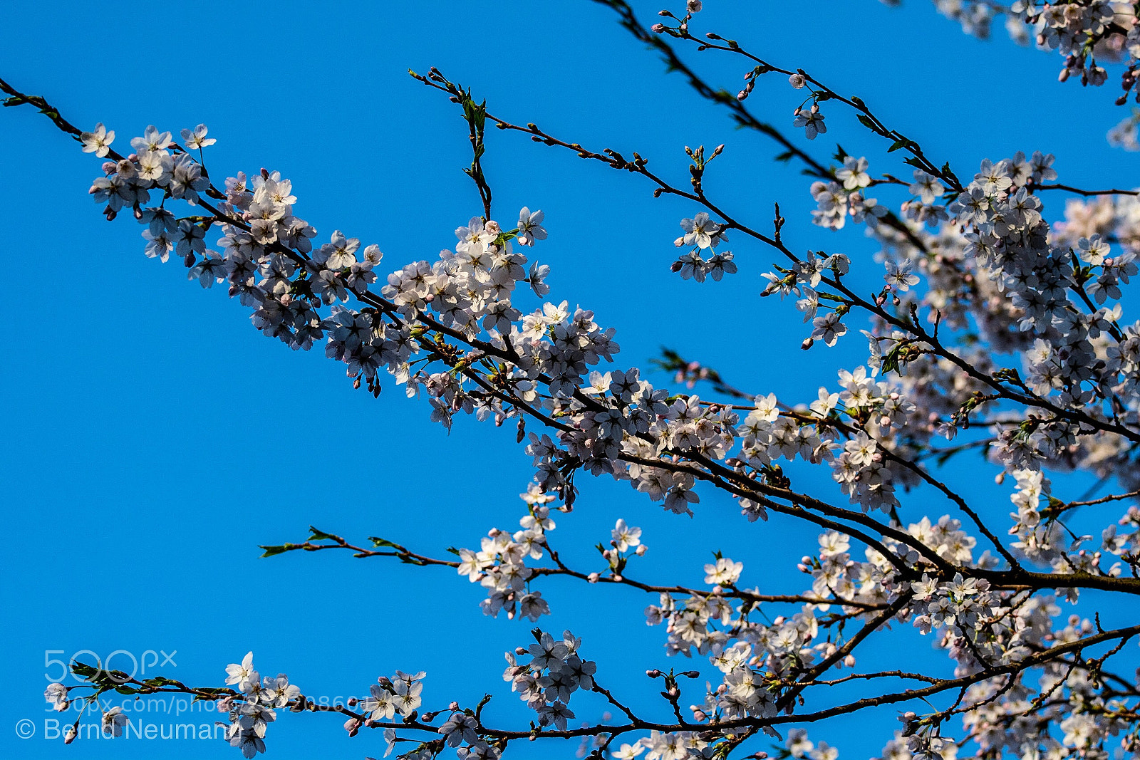 Nikon D7500 sample photo. Spring photography