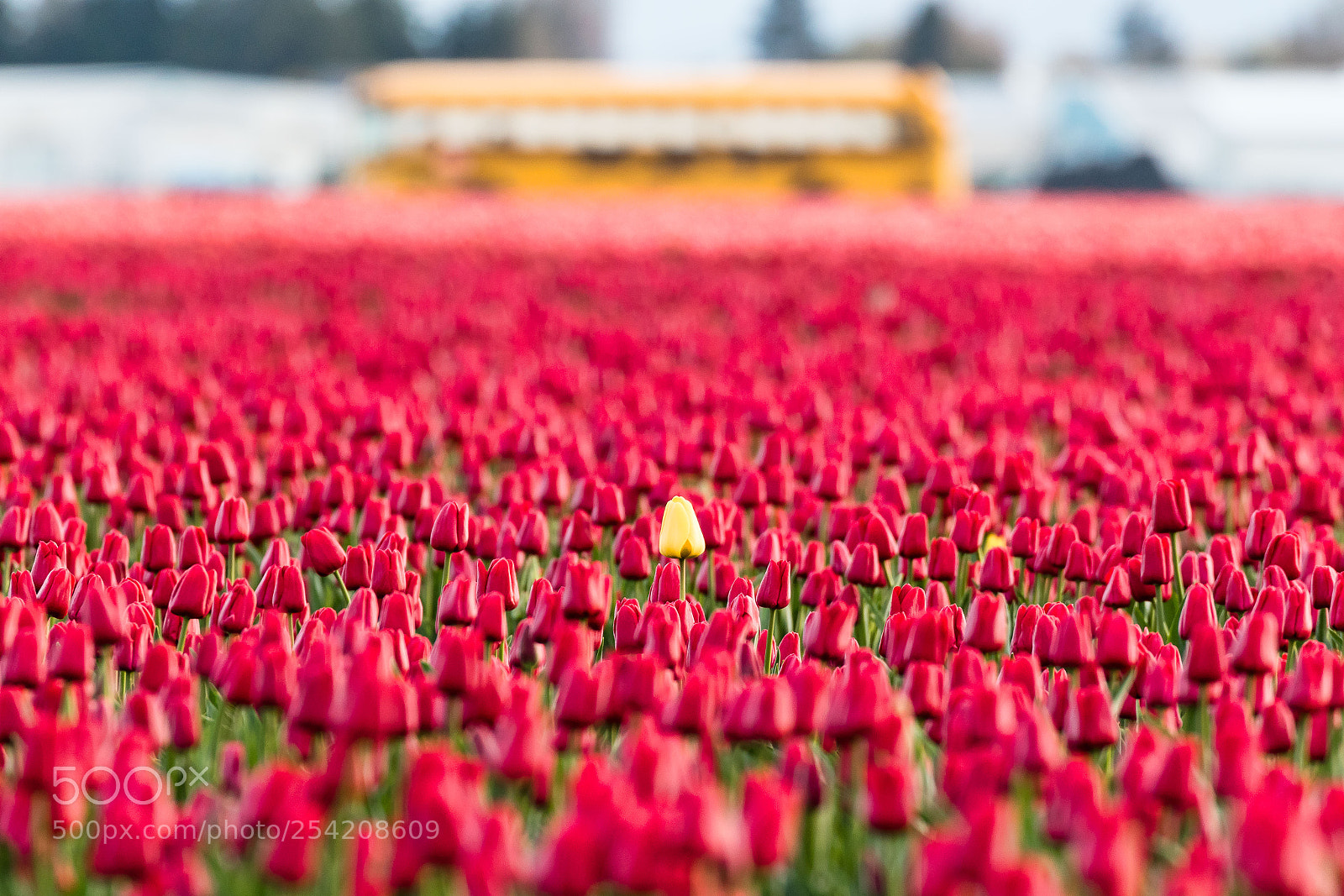 Canon EOS 7D Mark II sample photo. Red and yellow tulips photography