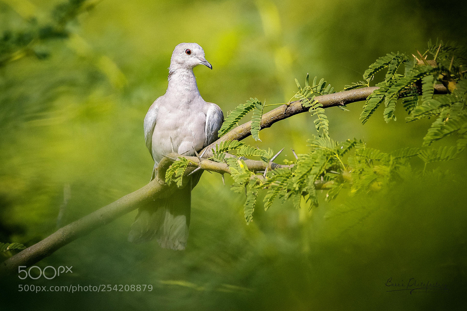 Nikon D810 sample photo. Eurasian collared dove photography