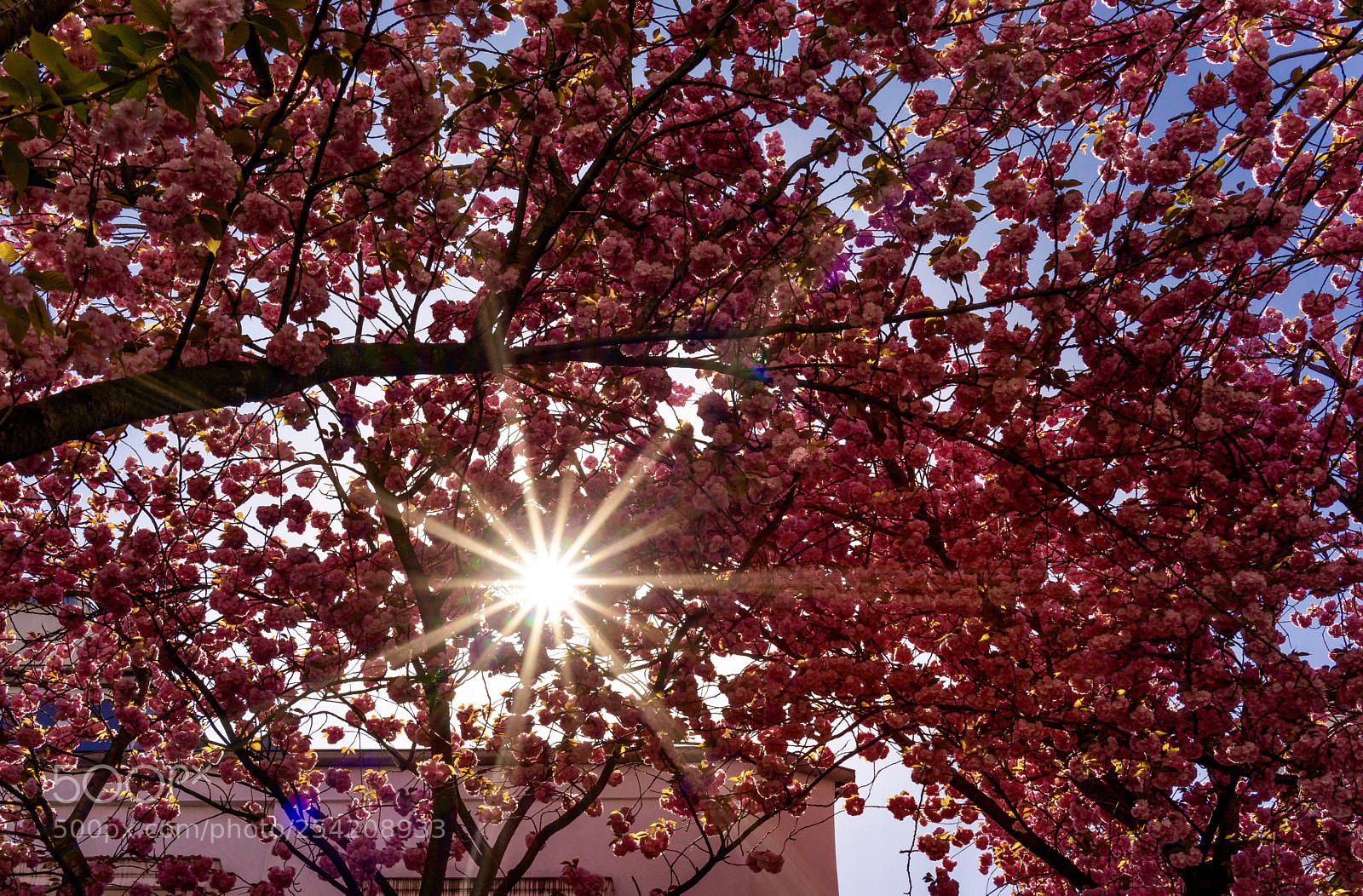 Sony a7 II sample photo. Kirschblüte photography