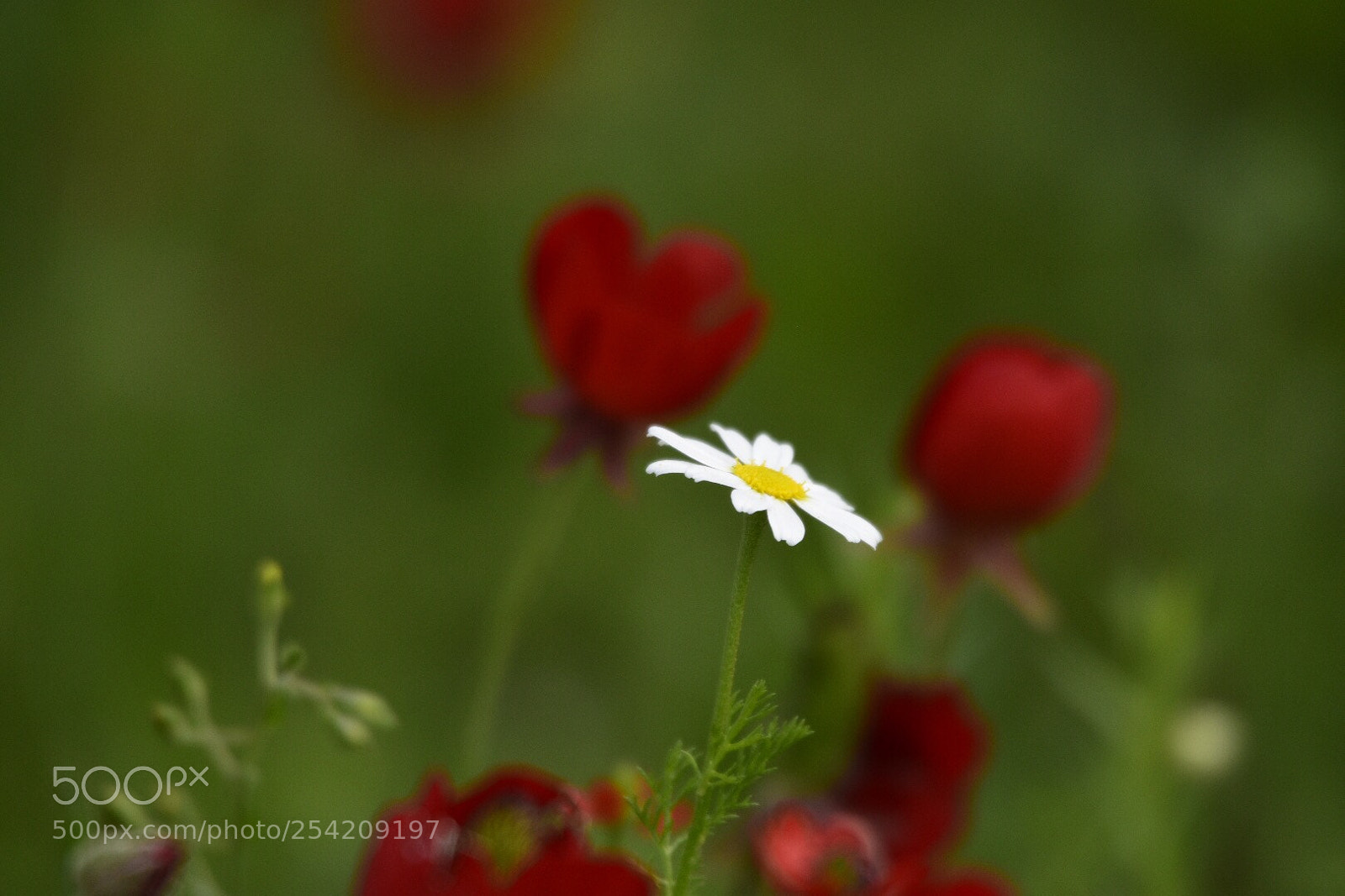 Nikon D7200 sample photo. Untitled photography