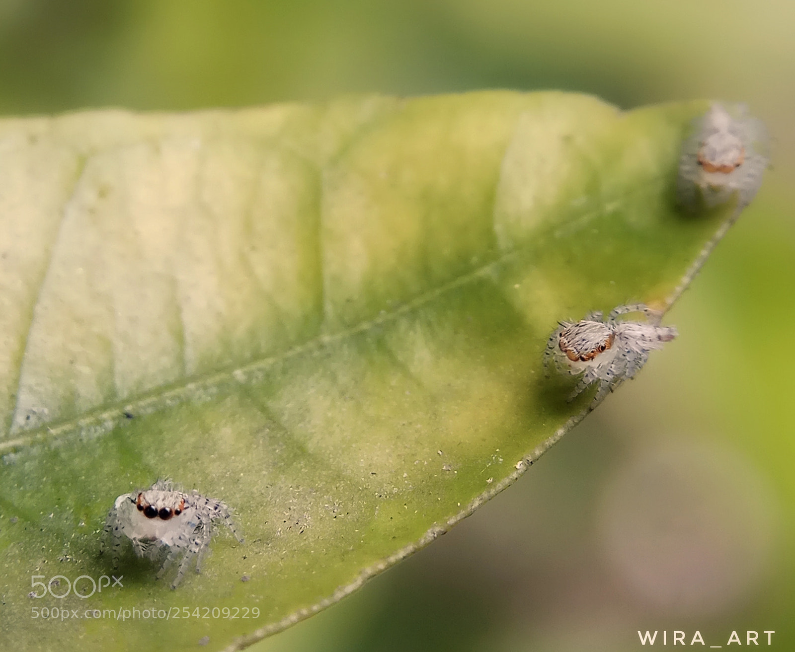 Xiaomi Redmi Note 4 sample photo. Baby spider photography
