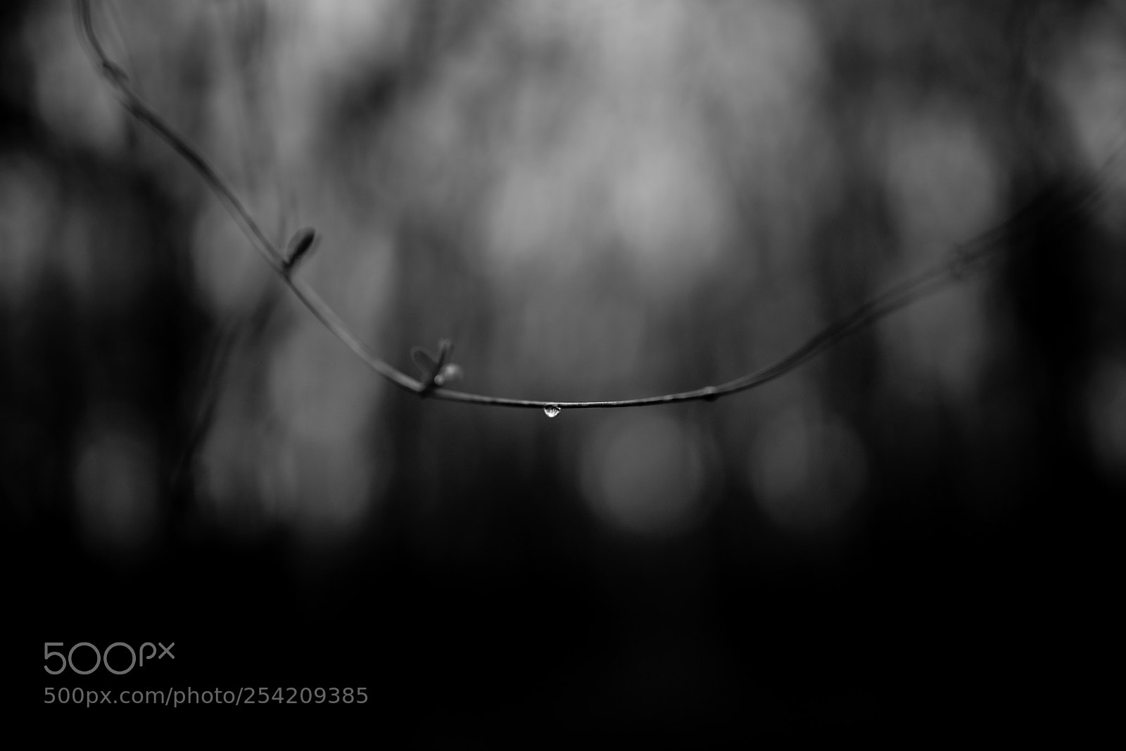 Sony a7 II sample photo. Gathering moisture b w.jpg photography