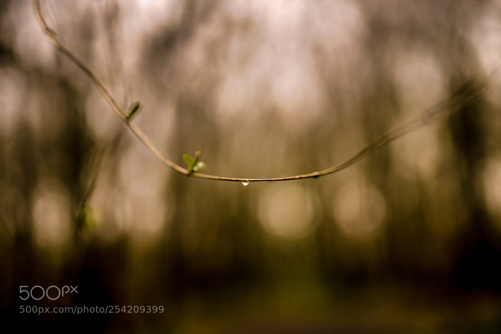 Sony a7 II sample photo. Gathering moisture.jpg photography