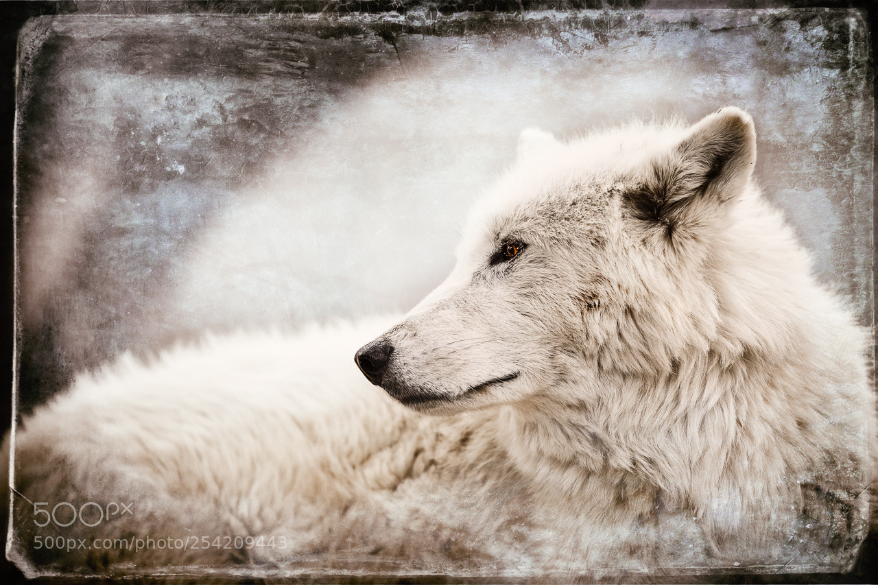 Canon EOS 5D Mark II sample photo. Wild spirit wolf sanctuary photography