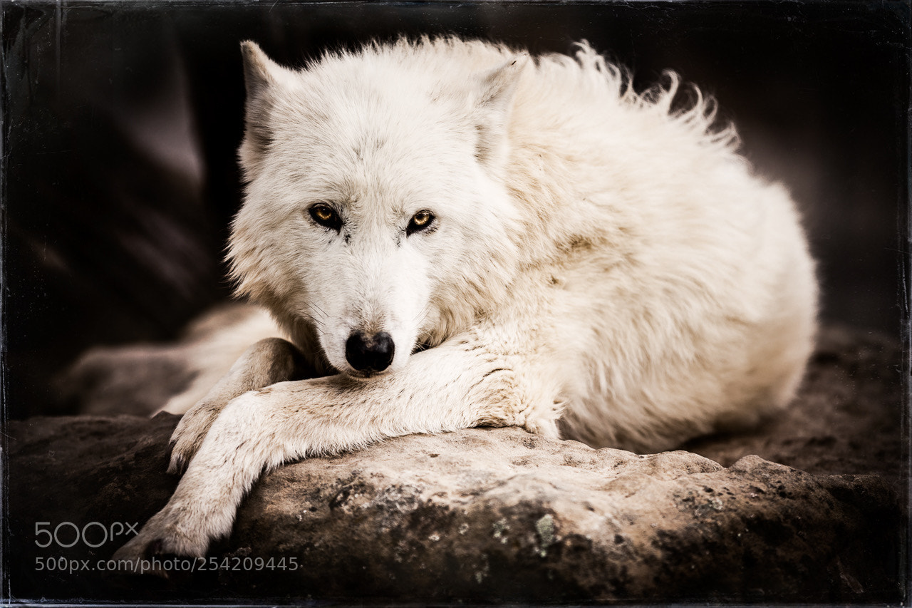Canon EOS 5D Mark II sample photo. Wild spirit wolf sanctuary photography