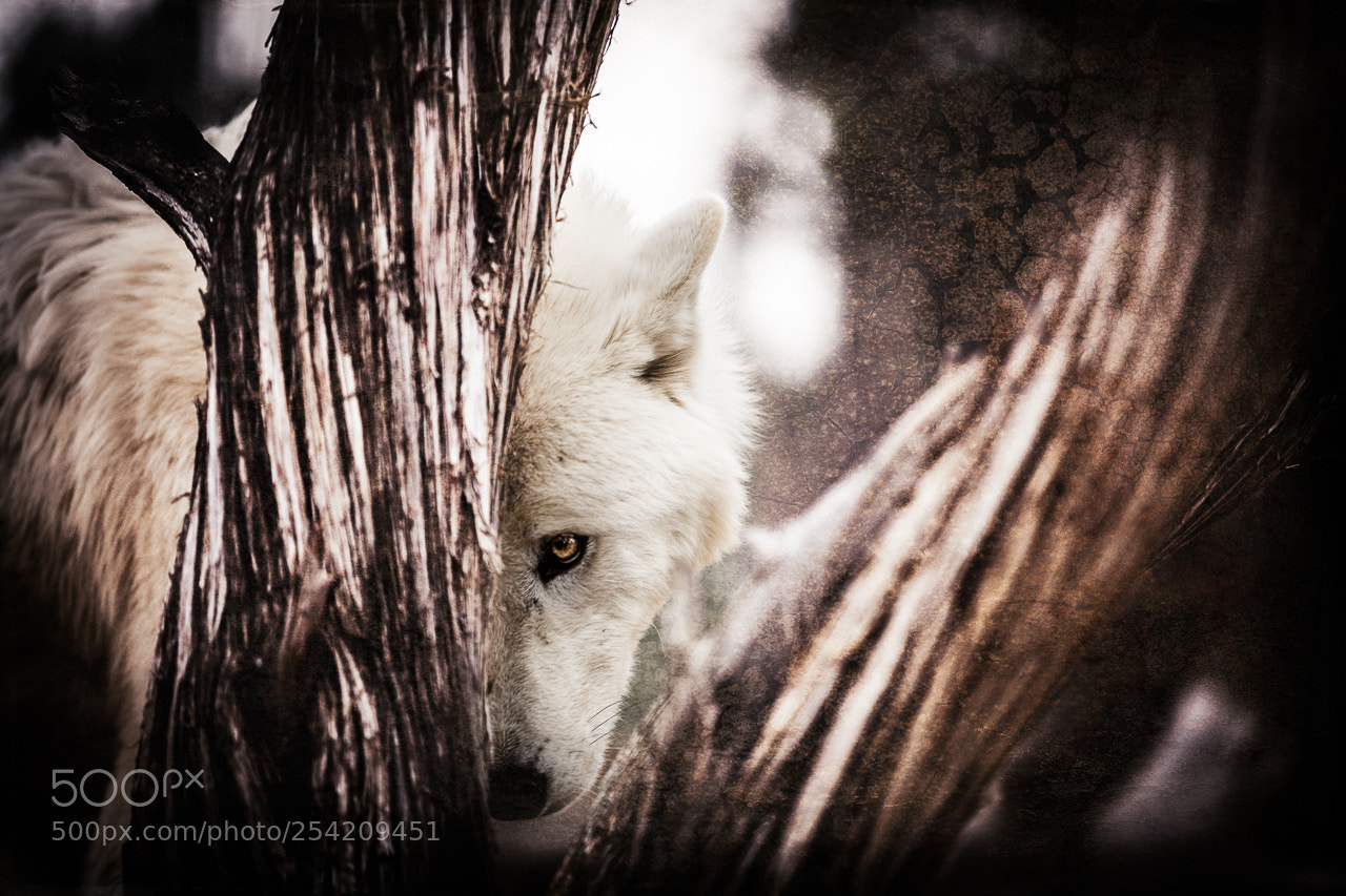 Canon EOS 5D Mark II sample photo. Wild spirit wolf sanctuary photography