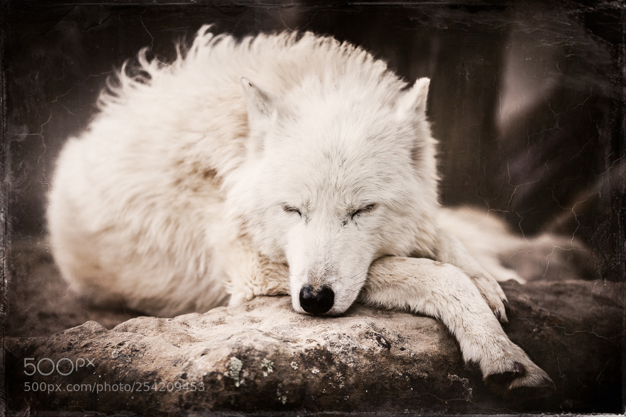 Canon EOS 5D Mark II sample photo. Wild spirit wolf sanctuary photography