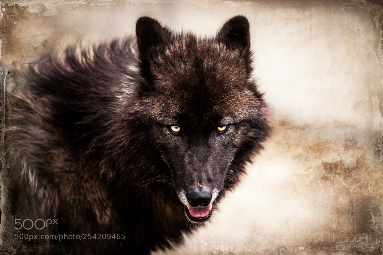Canon EOS 5D Mark II sample photo. Wild spirit wolf sanctuary photography