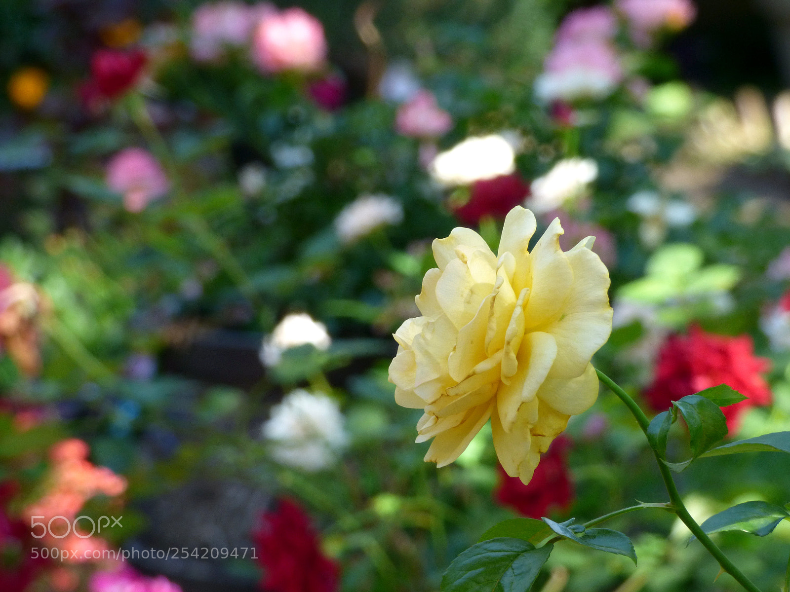 Panasonic Lumix DMC-FZ70 sample photo. Rose in a crowd photography