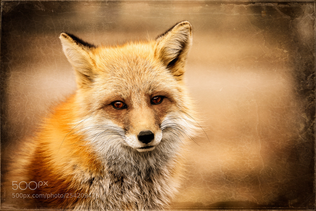 Canon EOS 5D Mark II sample photo. Wild spirit wolf sanctuary photography