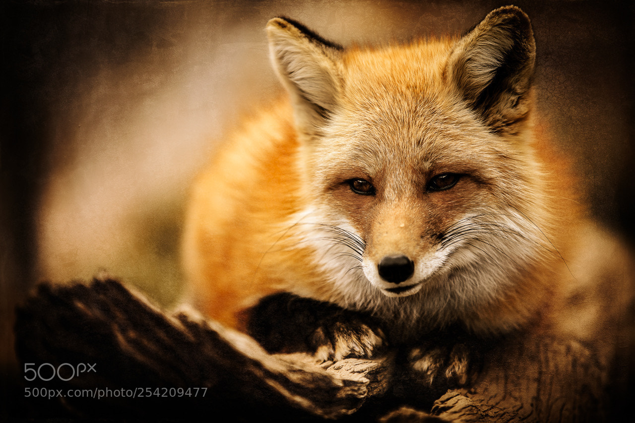 Canon EOS 5D Mark II sample photo. Wild spirit wolf sanctuary photography