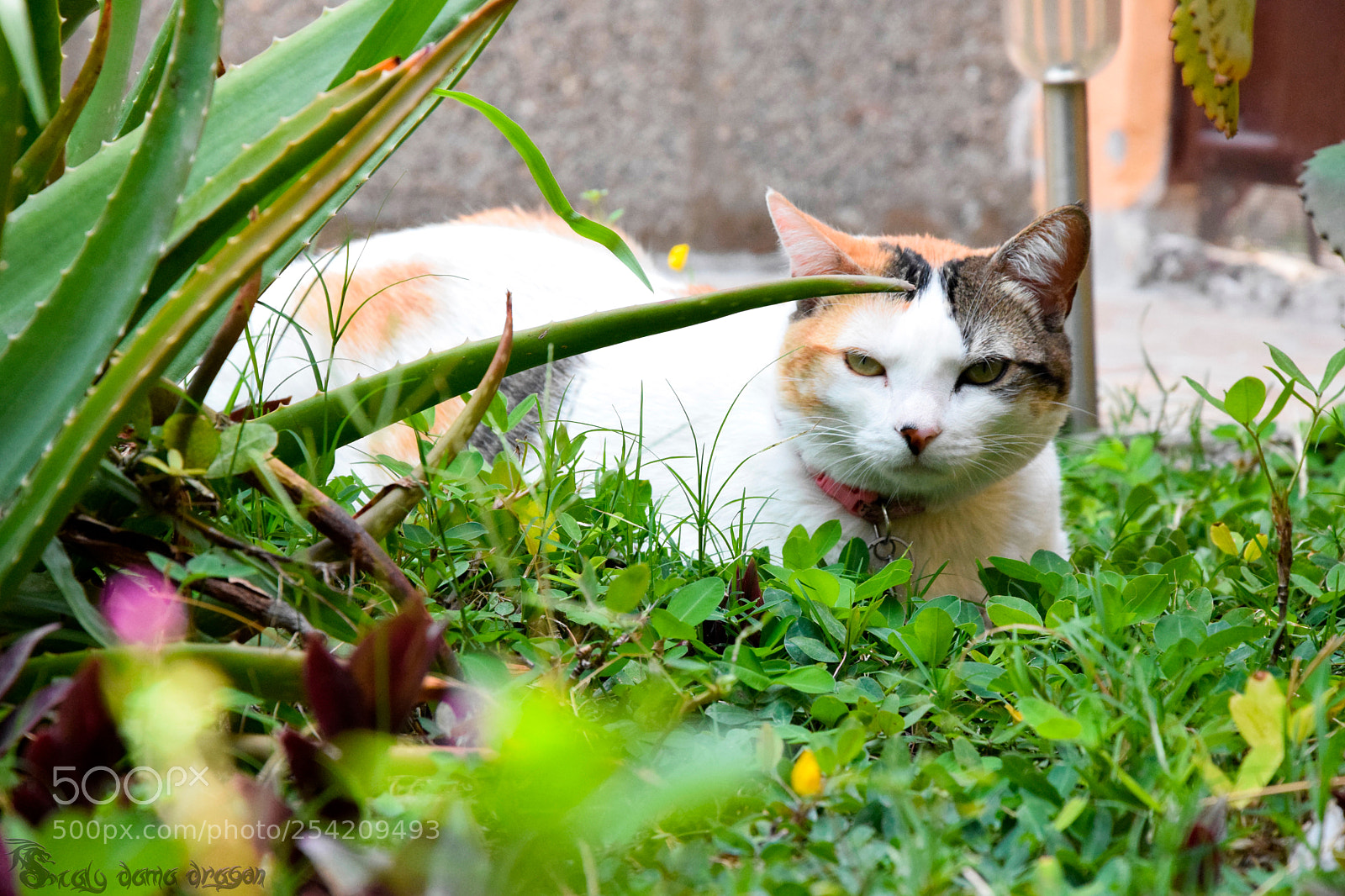 Nikon D3300 sample photo. Gata en la grama photography