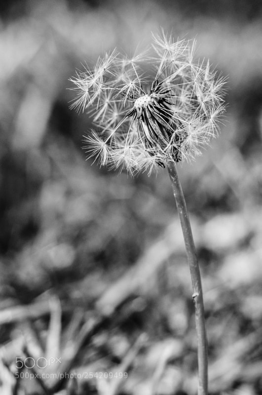 Nikon D90 sample photo. *** photography