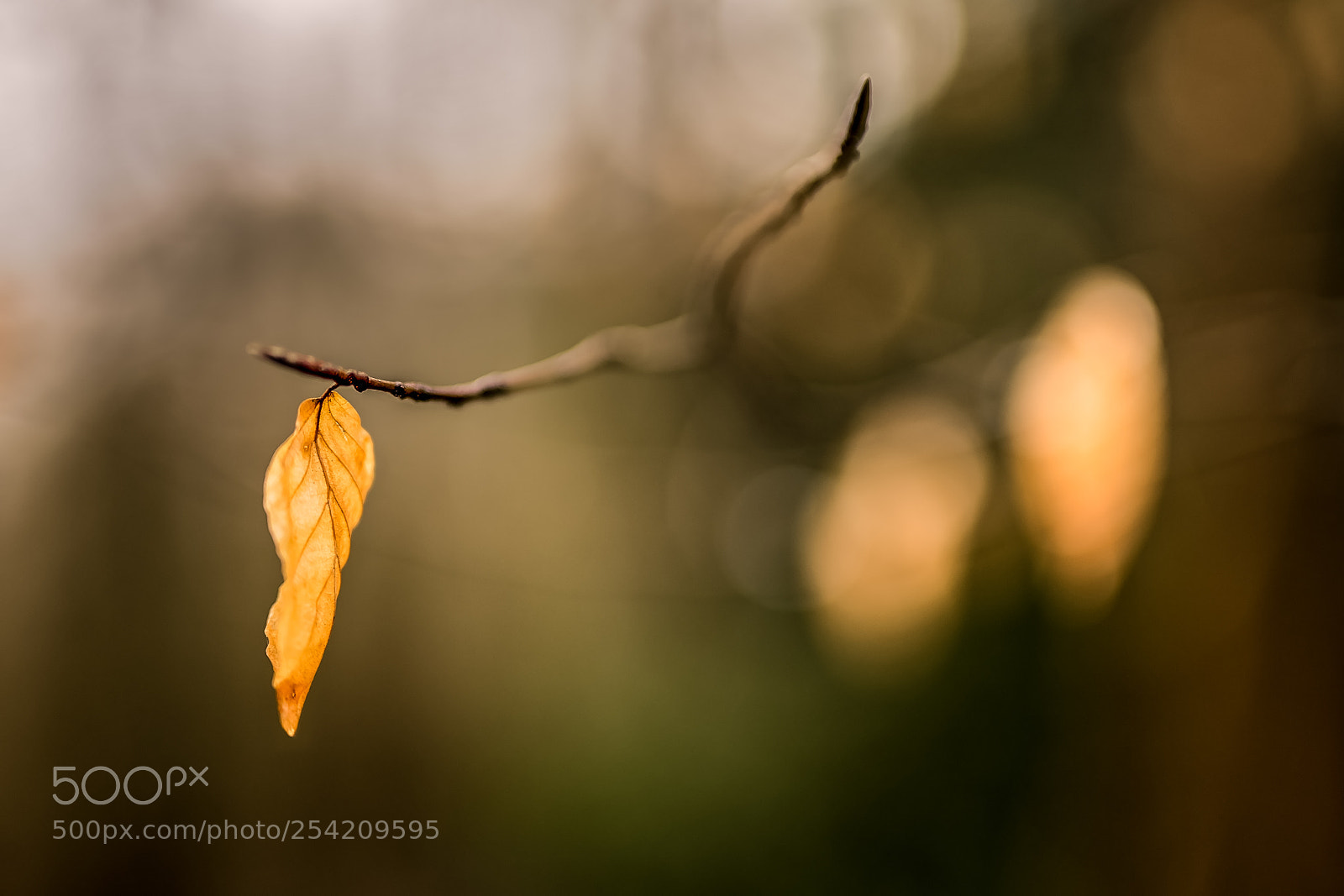 Sony a7 II sample photo. Shades of winter.jpg photography