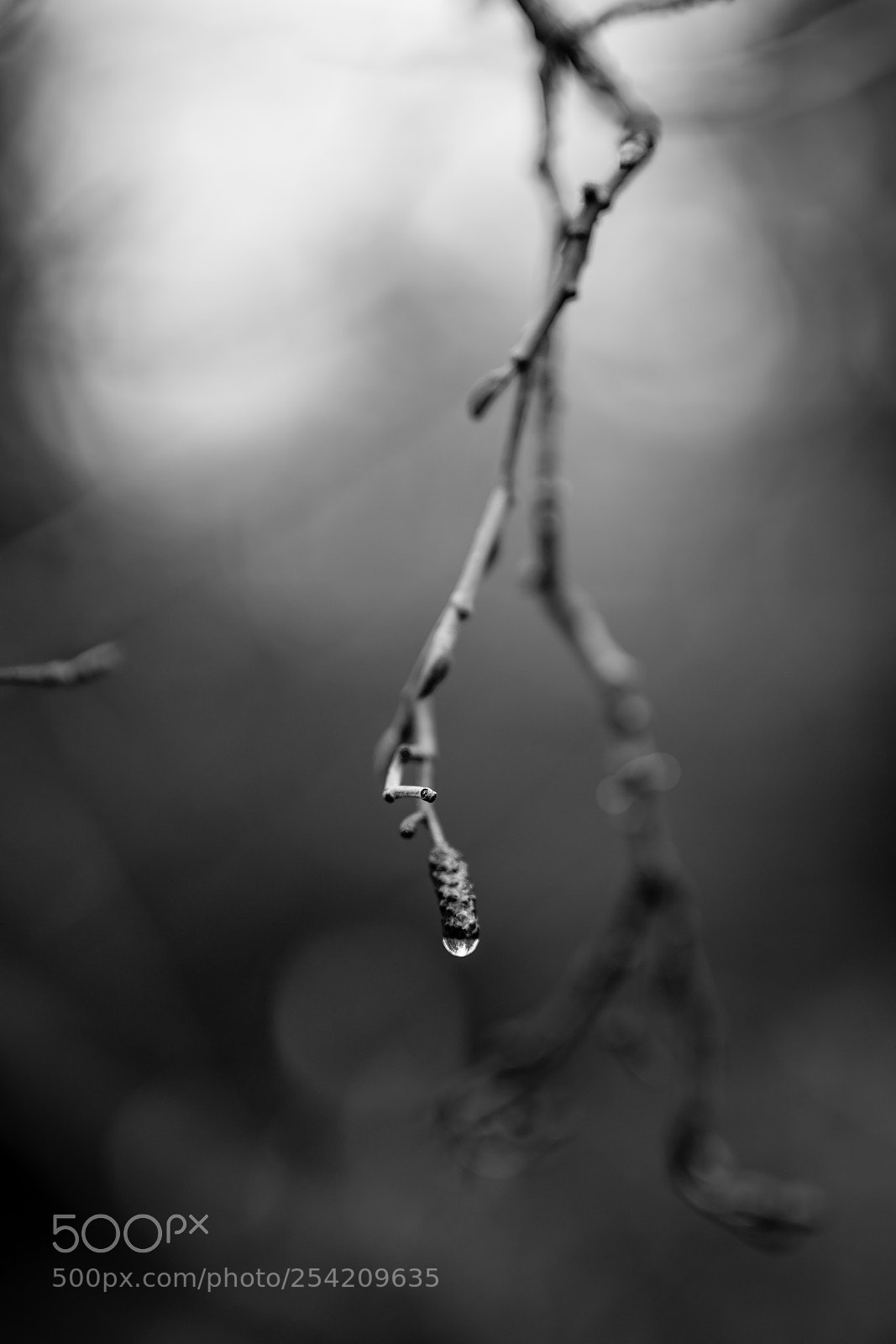 Sony a7 II sample photo. Just a drop b photography