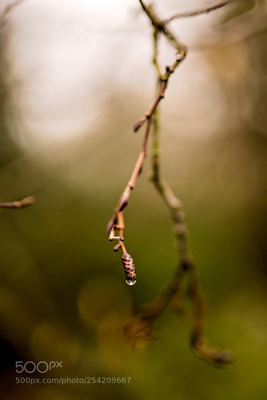 Sony a7 II sample photo. Just a drop.jpg photography