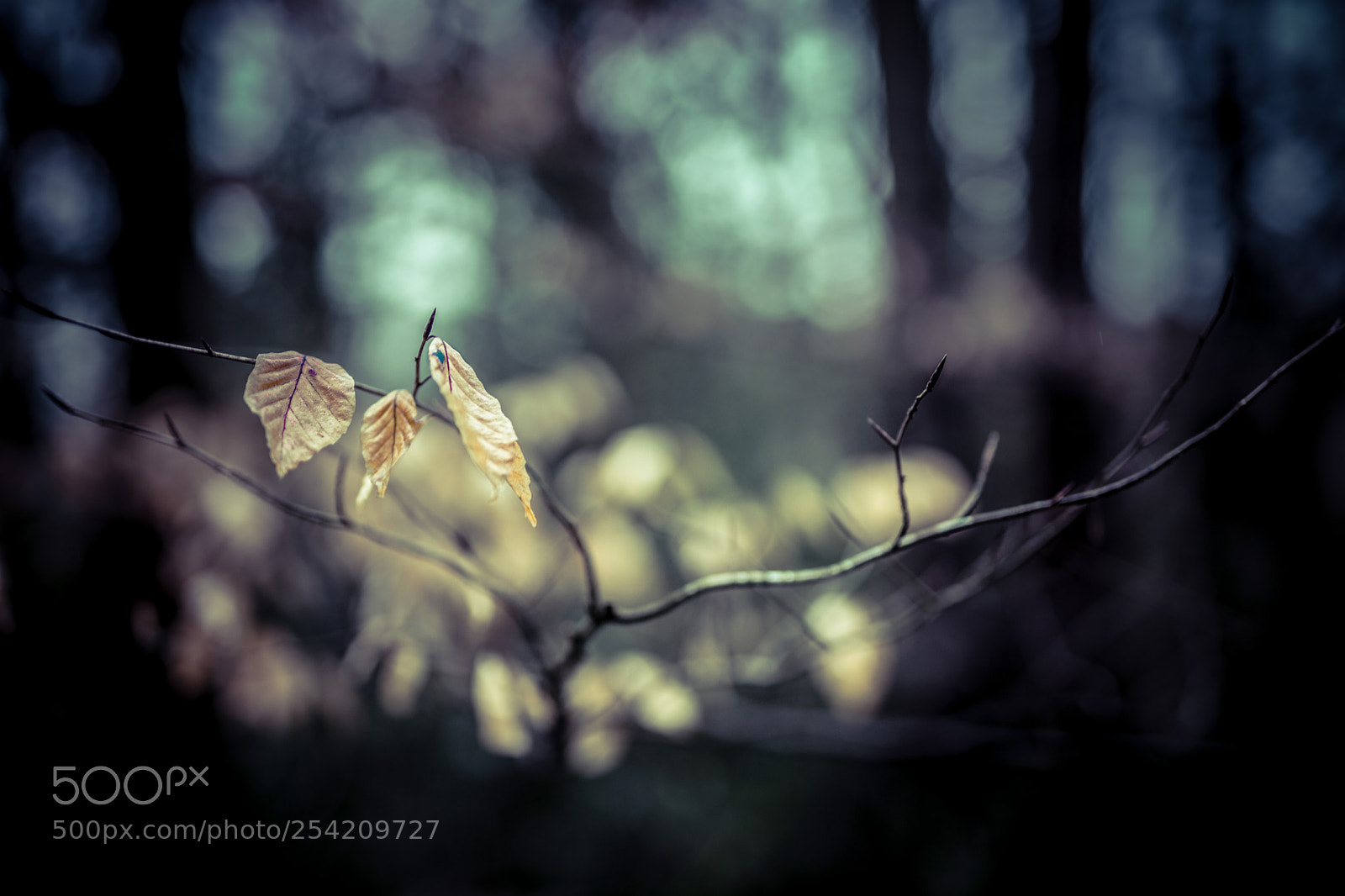 Sony a7 II sample photo. Leaves & light.jpg photography