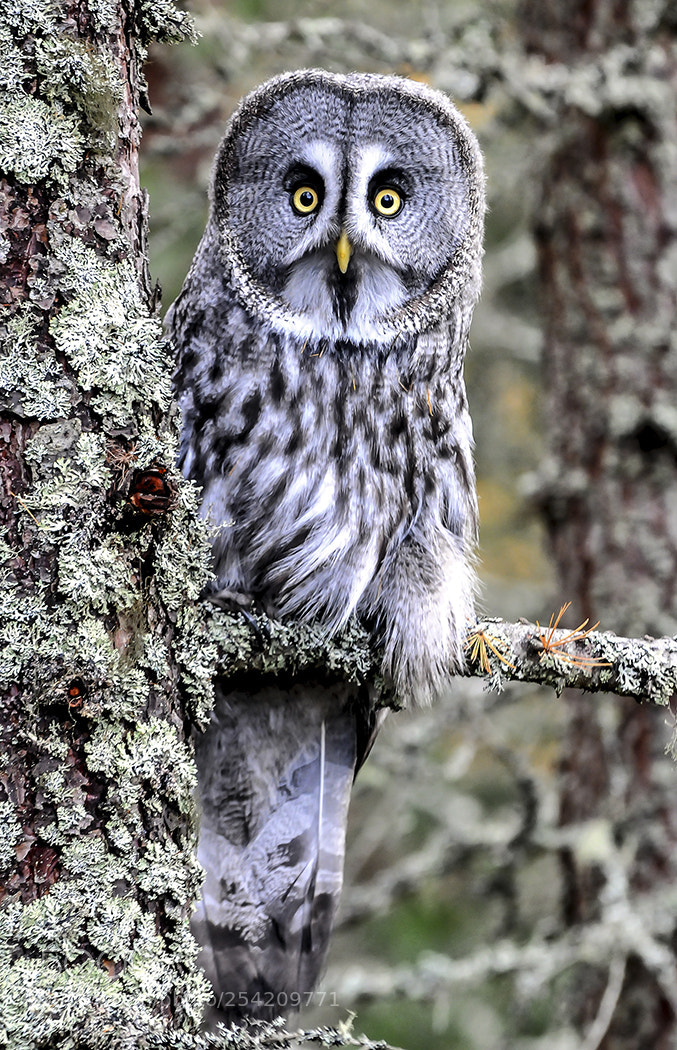 Nikon D300 sample photo. Great grey owl photography