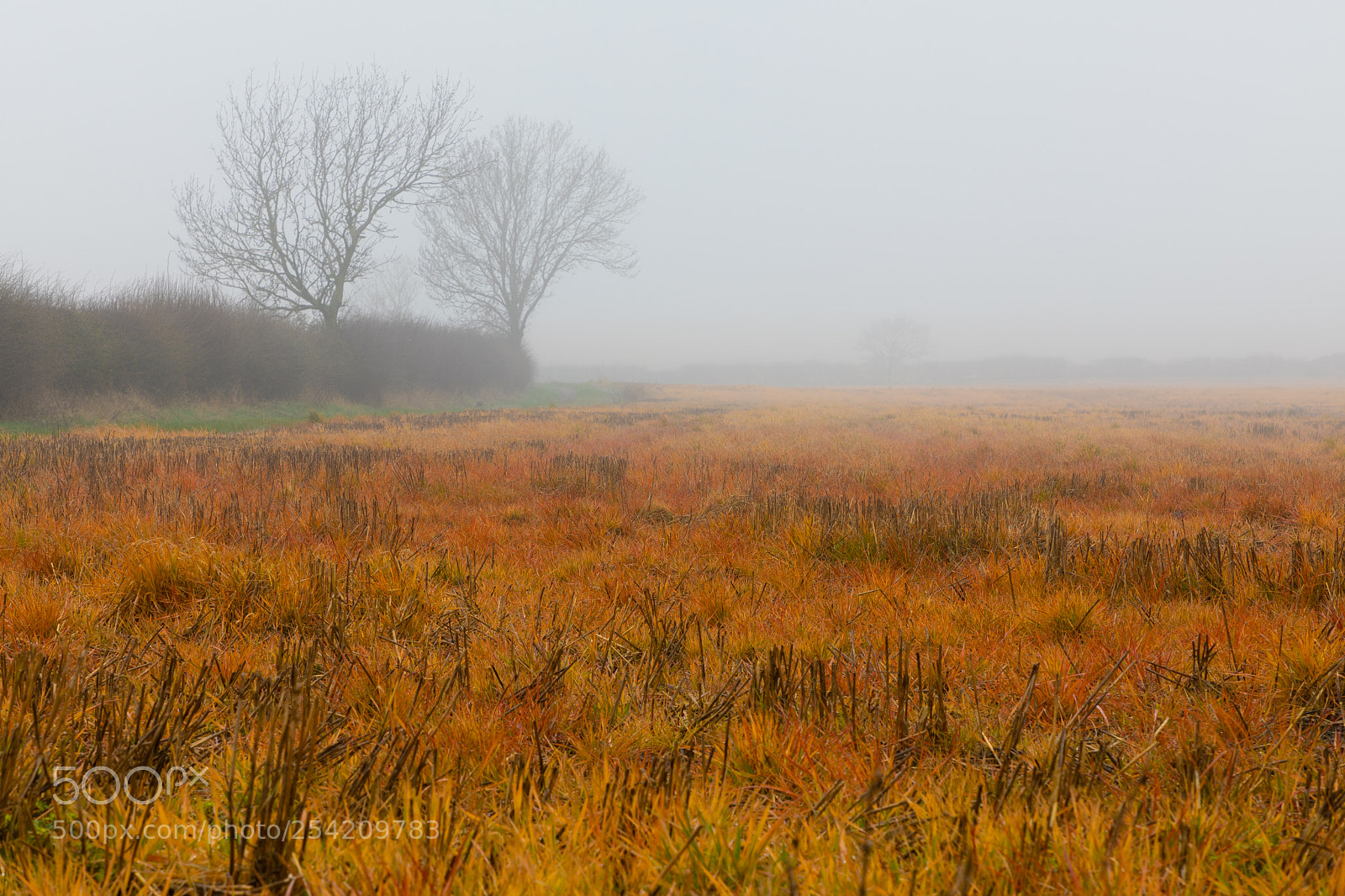 Canon EOS 5D Mark IV sample photo. Field of fire photography