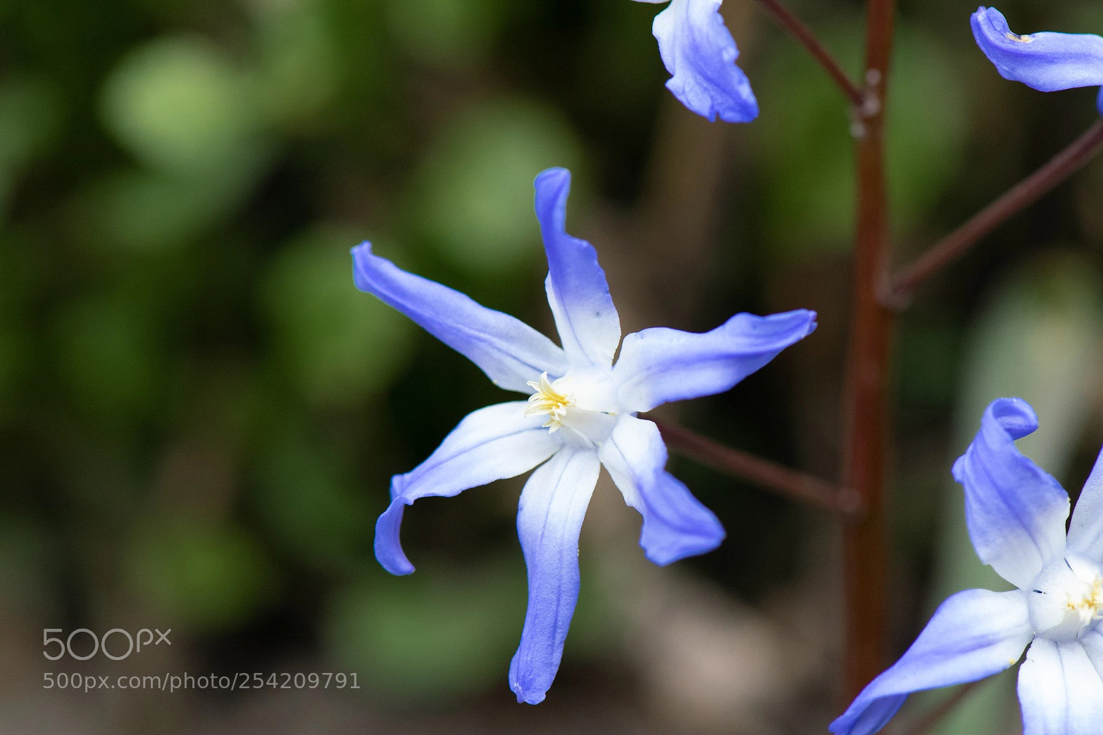 Nikon D5300 sample photo. Flower photography