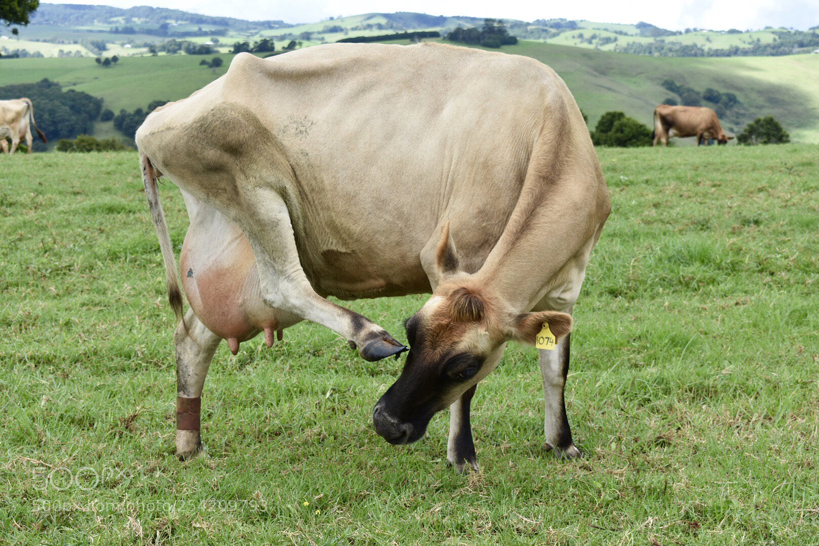 Nikon D3400 sample photo. Yoga cow photography