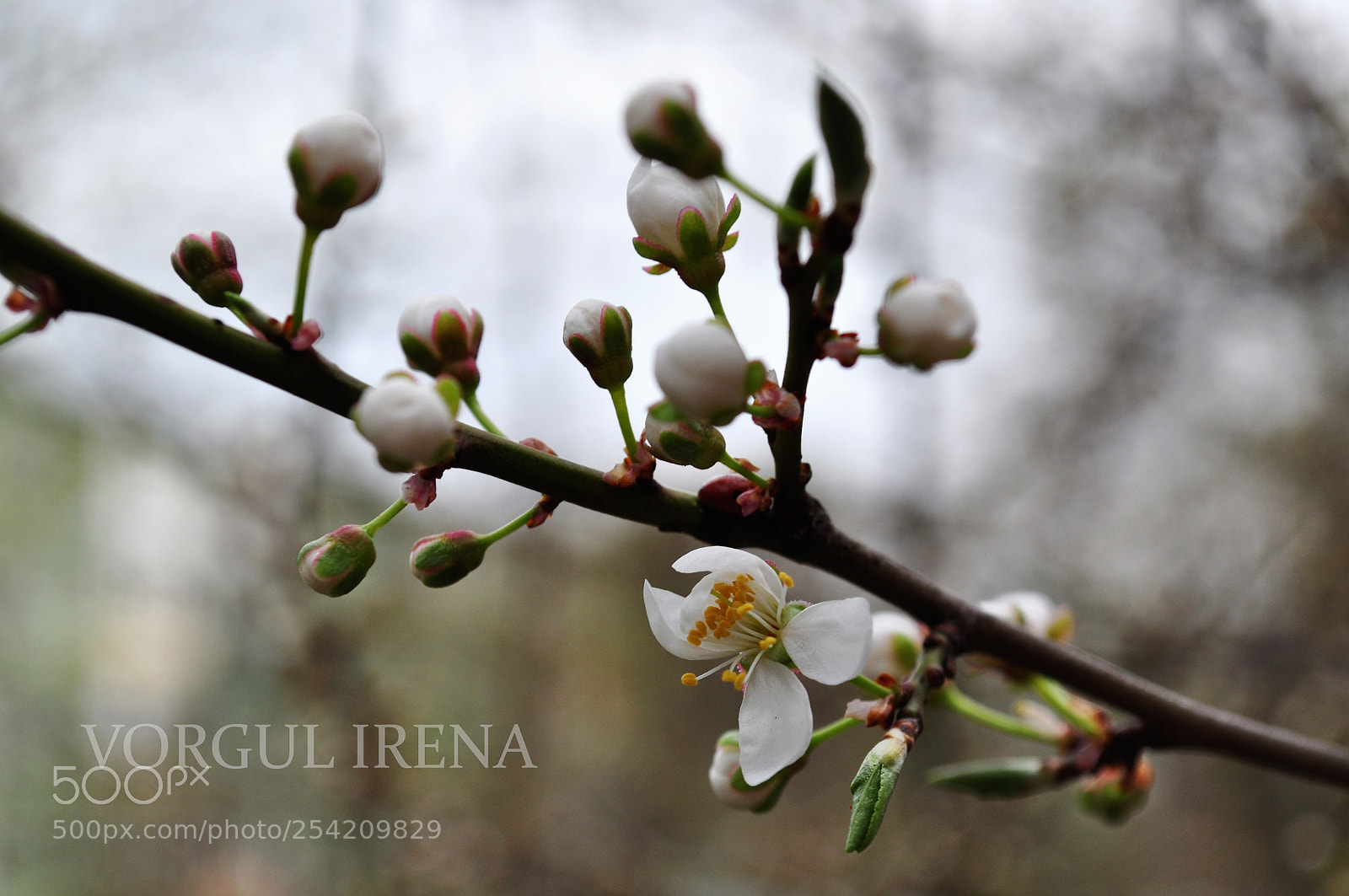 Nikon D5000 sample photo. Цвіт весни photography