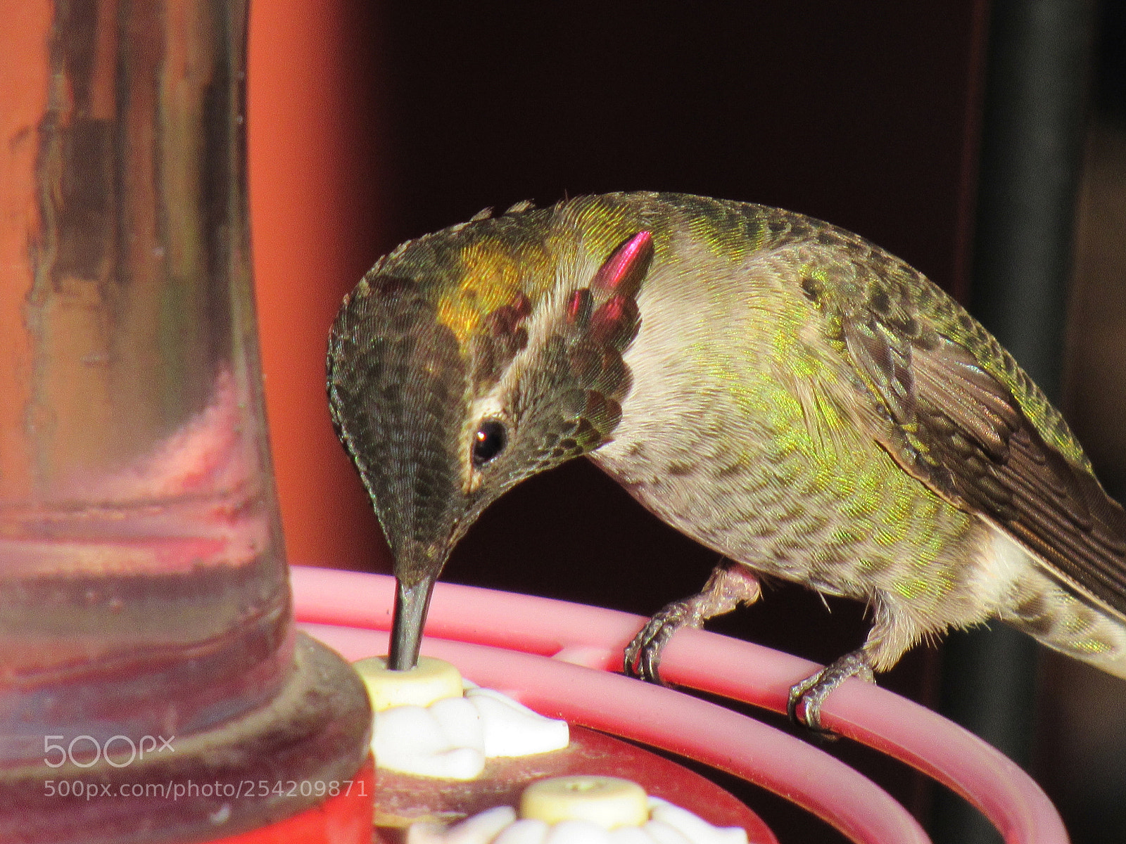 Canon PowerShot SX530 HS sample photo. Hummingbird photography