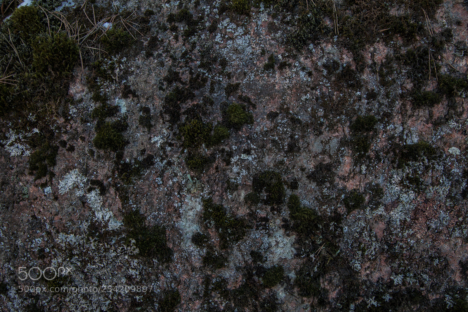 Canon EOS 5D Mark II sample photo. The texture of natural photography