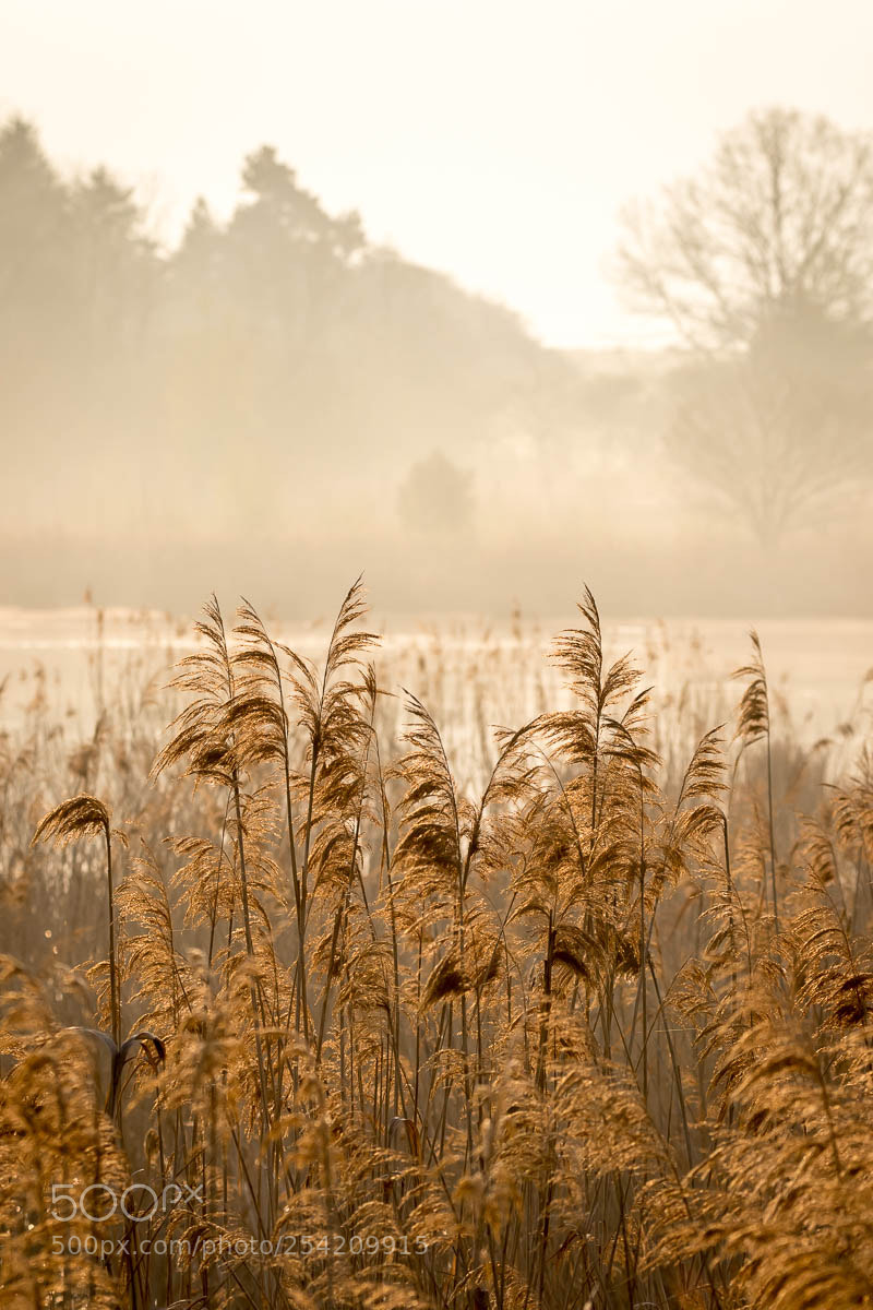 Canon EOS 7D Mark II sample photo. Reeds photography