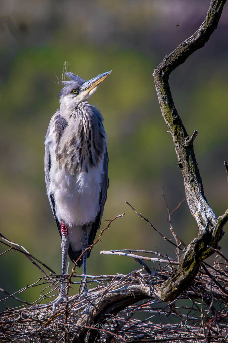 Canon EOS 7D Mark II sample photo. Gray heron photography