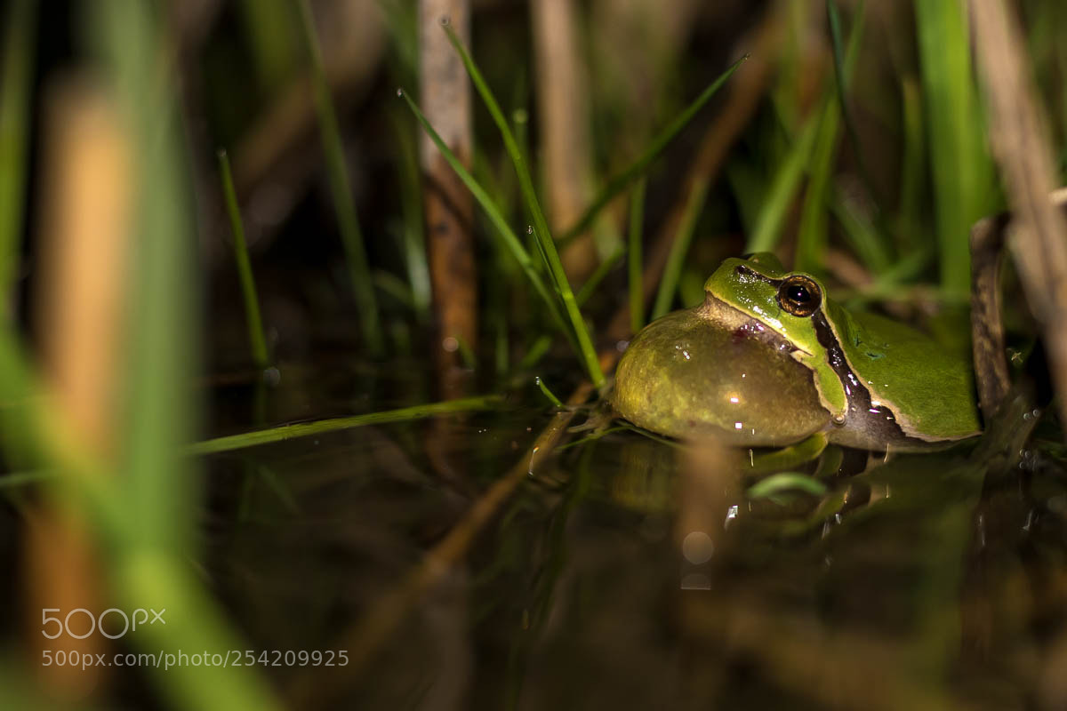 Canon EOS 7D Mark II sample photo. European tree frog photography