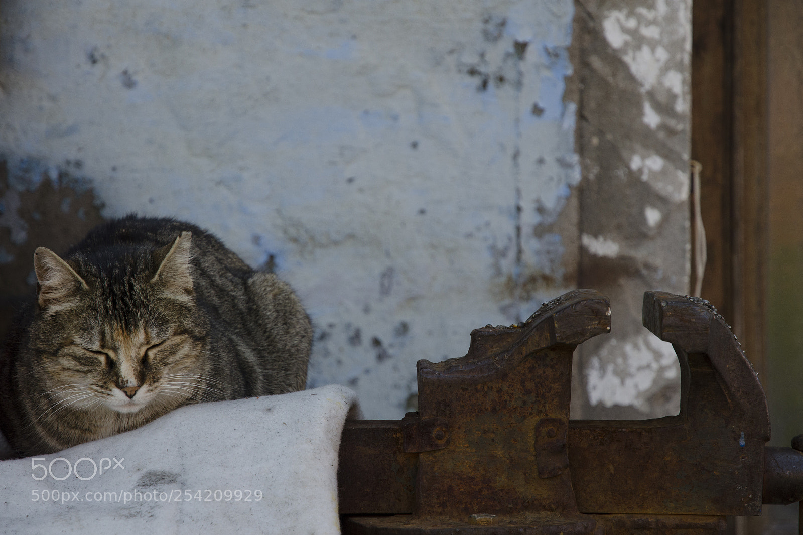 Nikon D7000 sample photo. Gatto photography
