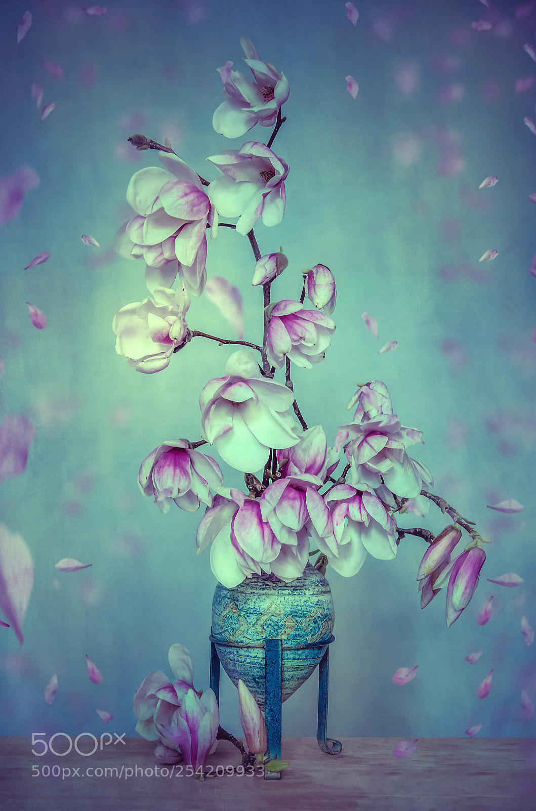 Nikon D7000 sample photo. Magnolia photography